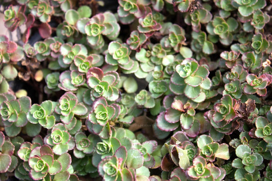 Sedum Spurium Dragon S Blood - View 11 from www redcrocus com
