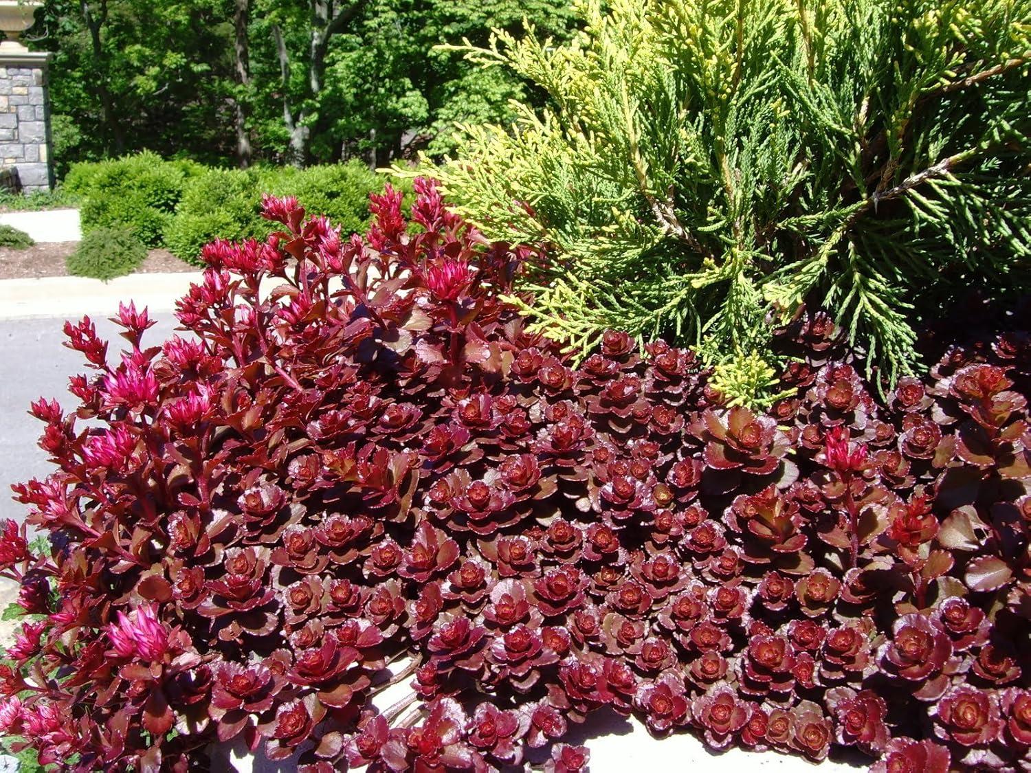 Sedum Spurium Dragon S Blood - View 12 from www redcrocus com