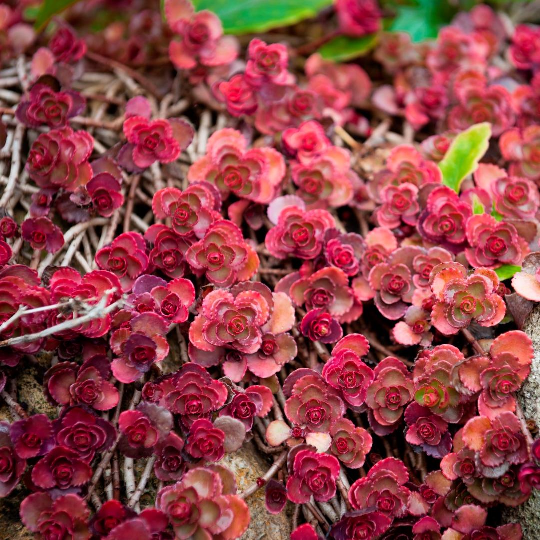 Sedum Spurium Dragon S Blood - View 15 from www redcrocus com