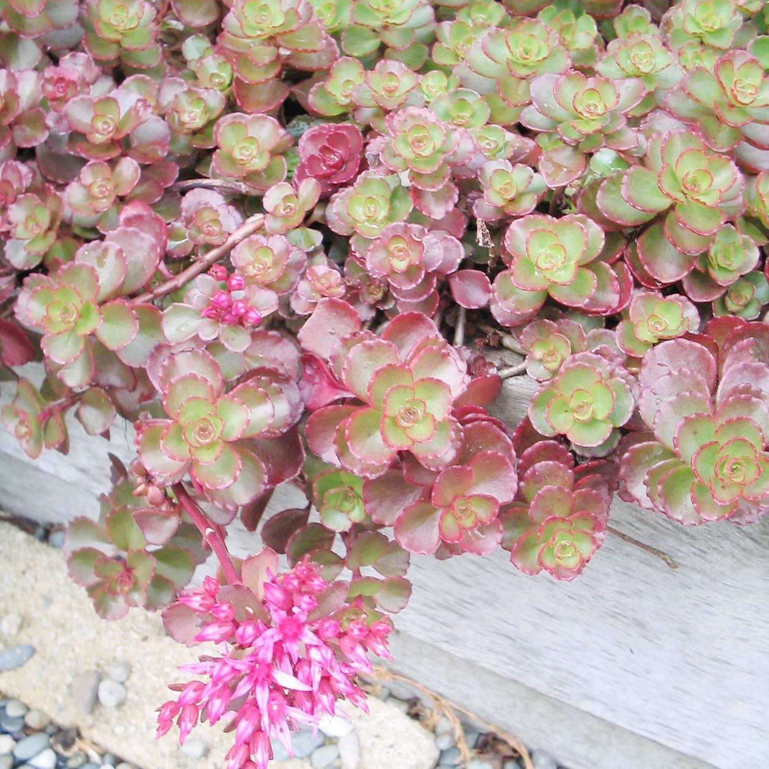 Sedum Spurium Dragon S Blood - View 16 from www redcrocus com
