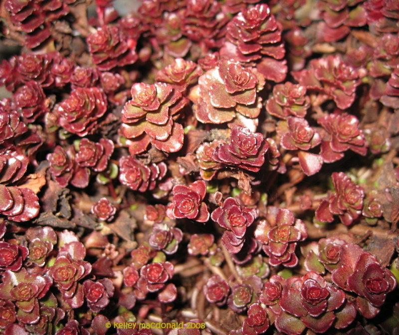 Sedum Spurium Dragon S Blood - View 18 from www redcrocus com