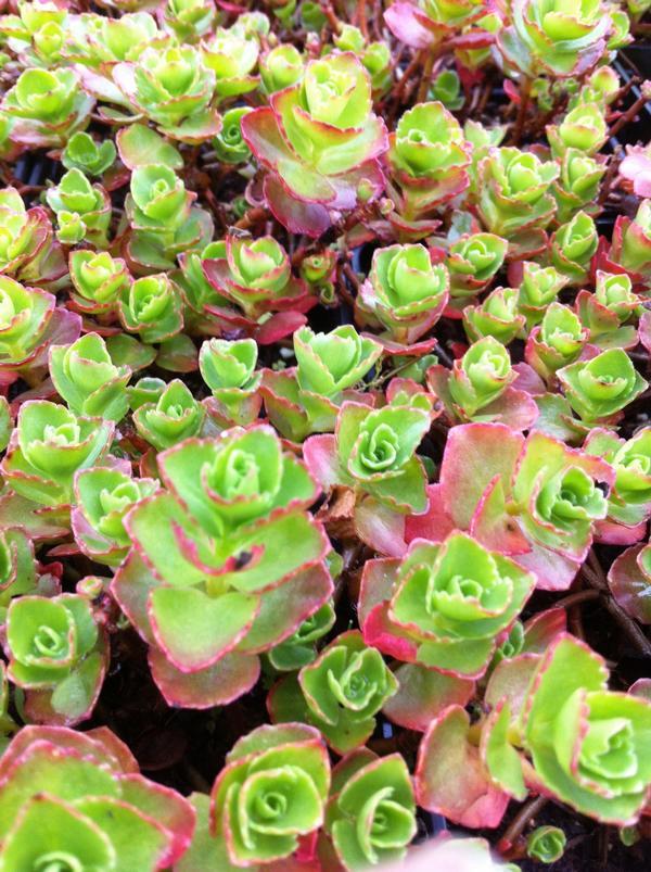 Sedum Spurium Dragon S Blood - View 19 from www redcrocus com