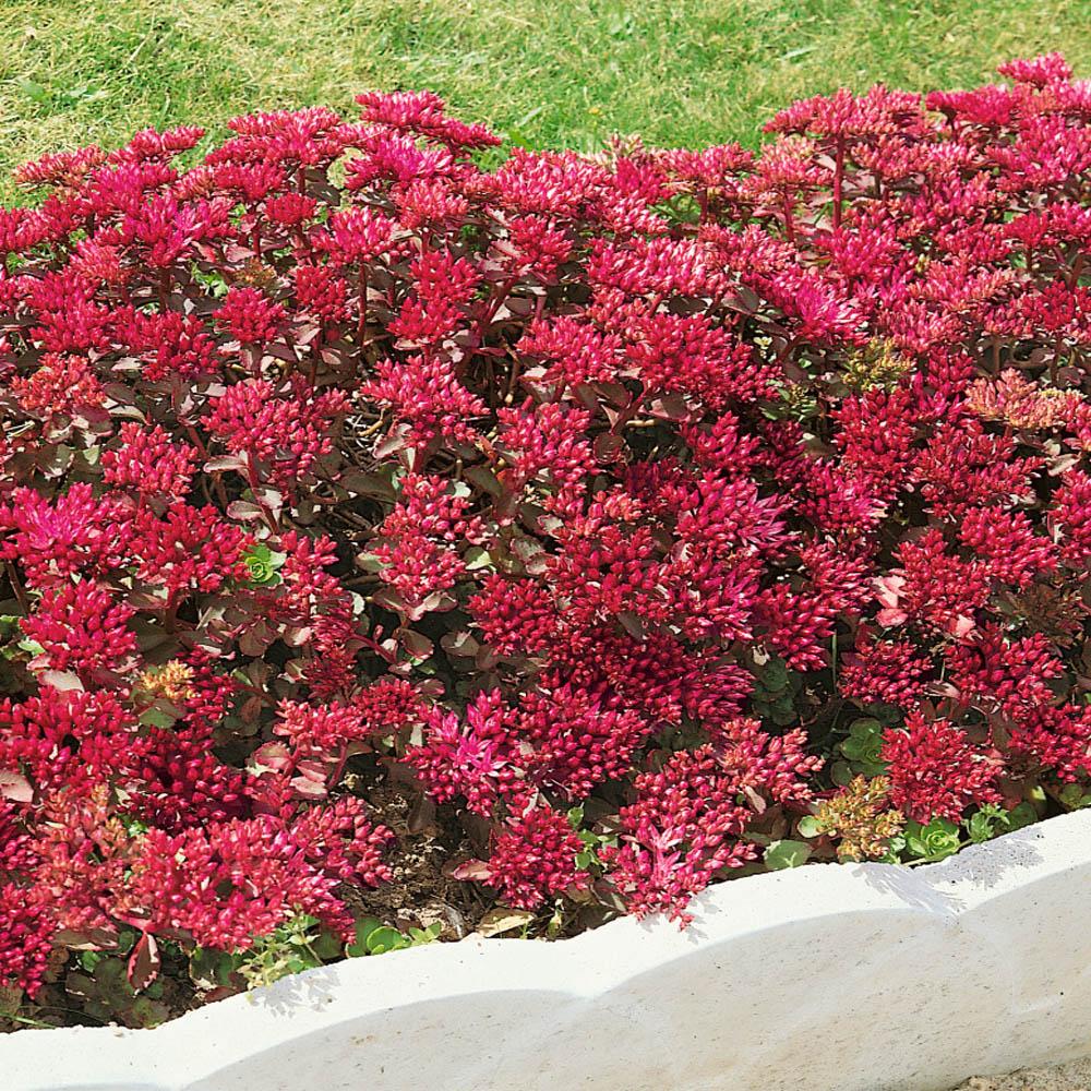 Sedum Spurium Dragon S Blood - View 2 from www redcrocus com