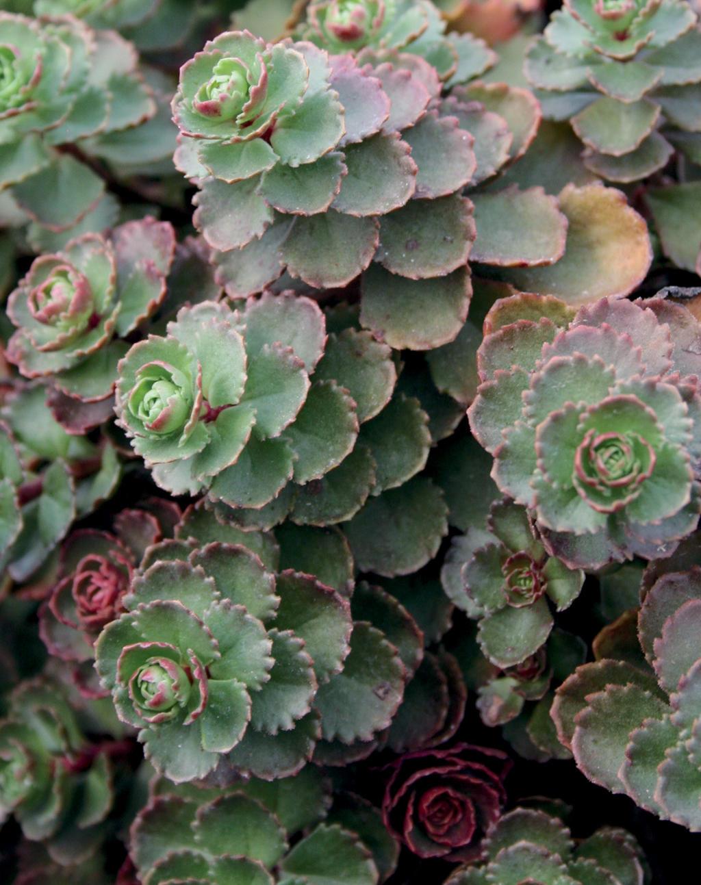 Sedum Spurium Dragon S Blood - View 4 from www redcrocus com