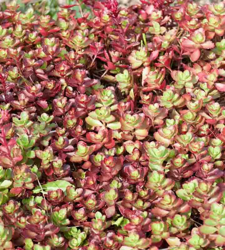 Sedum Spurium Dragon S Blood - View 6 from www redcrocus com