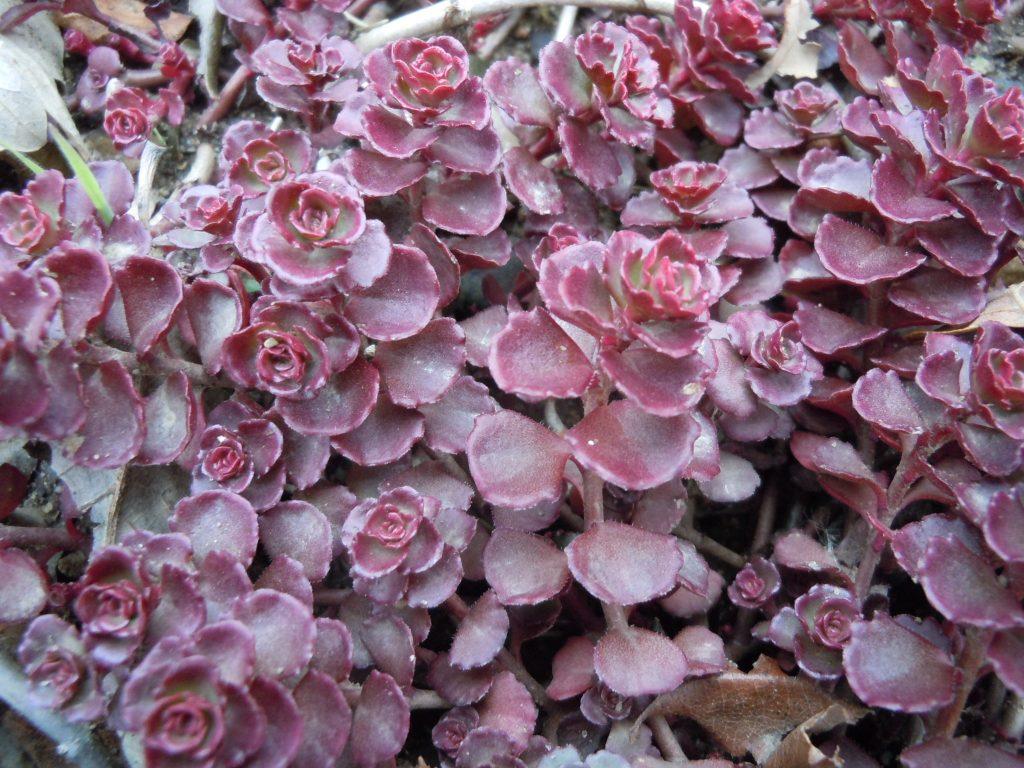 Sedum Spurium Dragon S Blood - View 7 from www redcrocus com