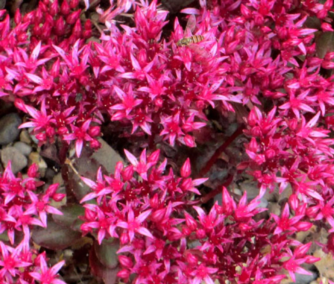 Sedum Spurium Dragon S Blood - View 8 from www redcrocus com