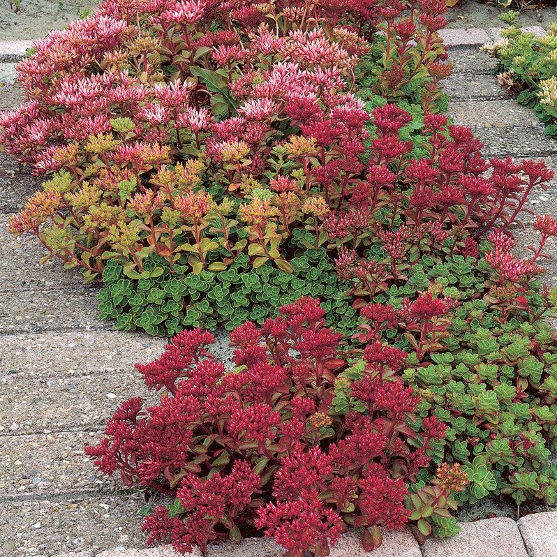 Sedum Spurium Dragon S Blood - View 9 from www redcrocus com