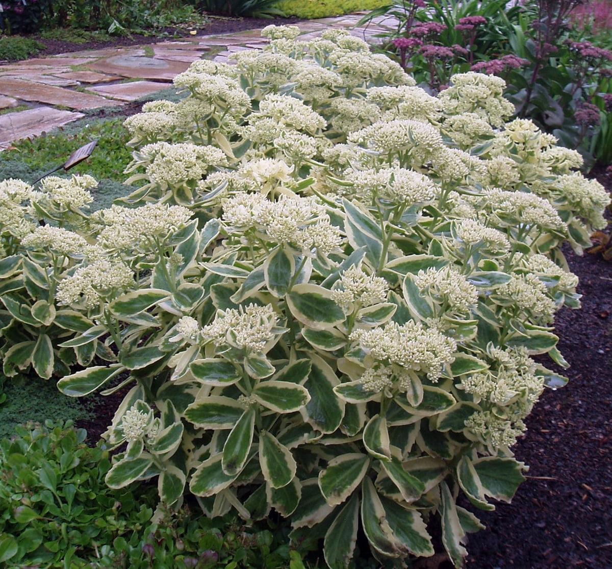 Sedum Frosted Fire - View 10 from www redcrocus com