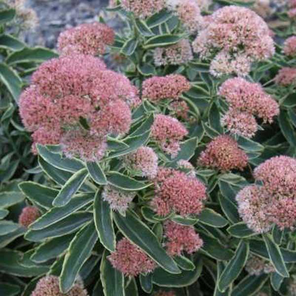 Sedum Frosted Fire - View 11 from www redcrocus com