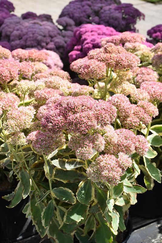 Sedum Frosted Fire - View 14 from www redcrocus com