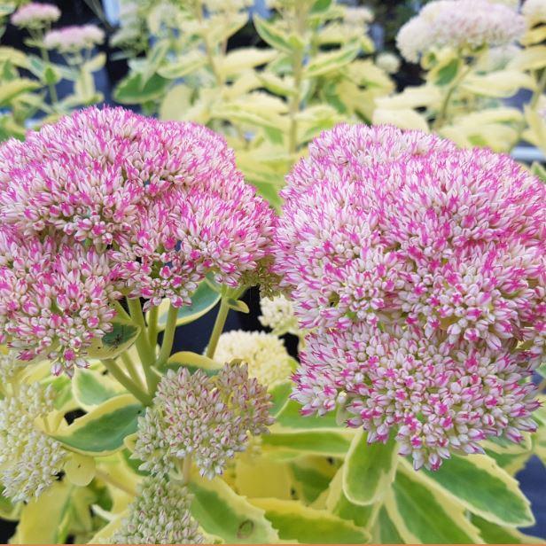 Sedum Frosted Fire - View 15 from www redcrocus com