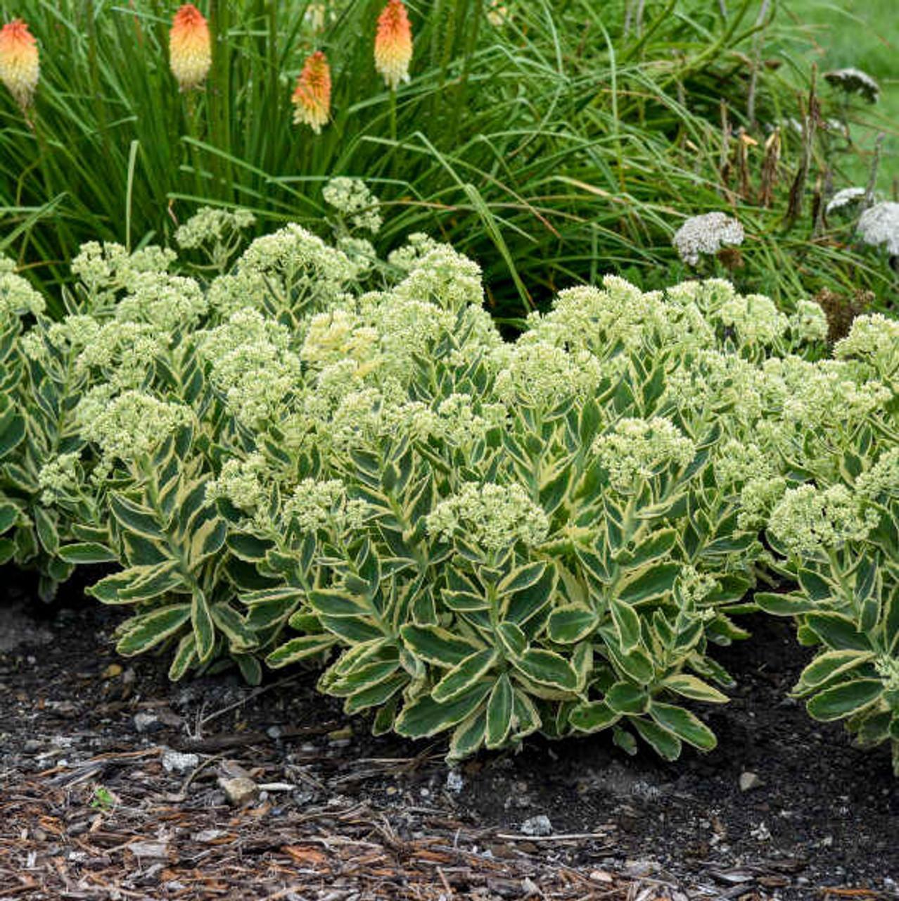 Sedum Frosted Fire - View 1 from www redcrocus com