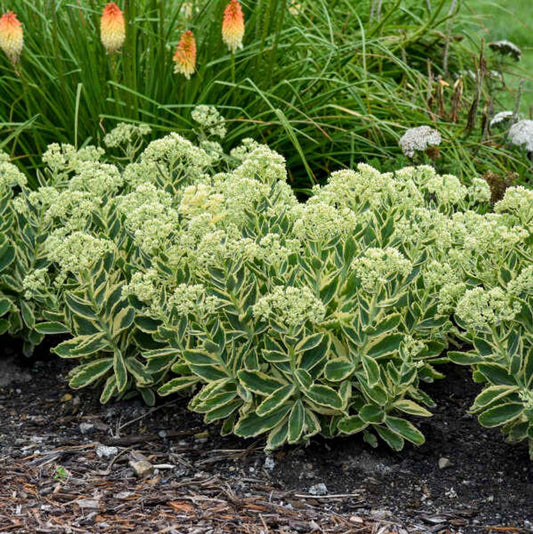 Sedum Frosted Fire - View 1 from www redcrocus com