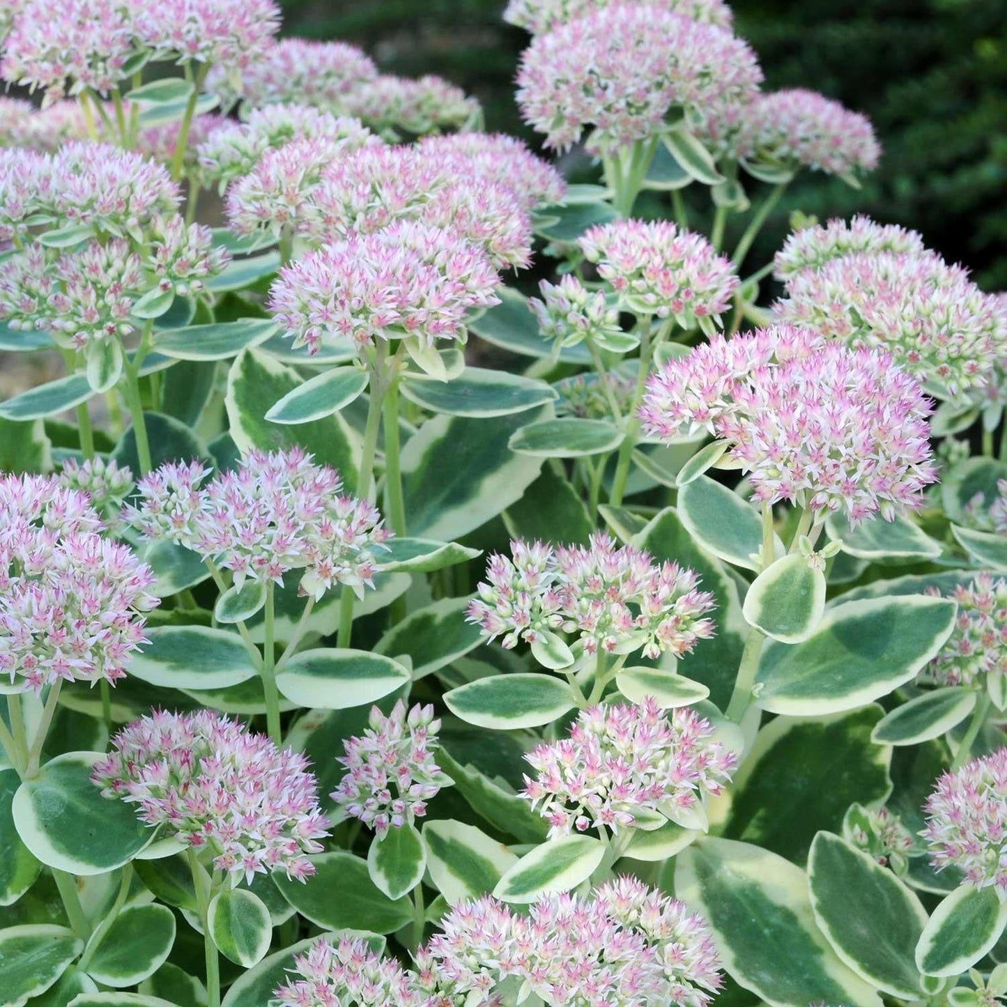 Sedum Frosted Fire - View 3 from www redcrocus com