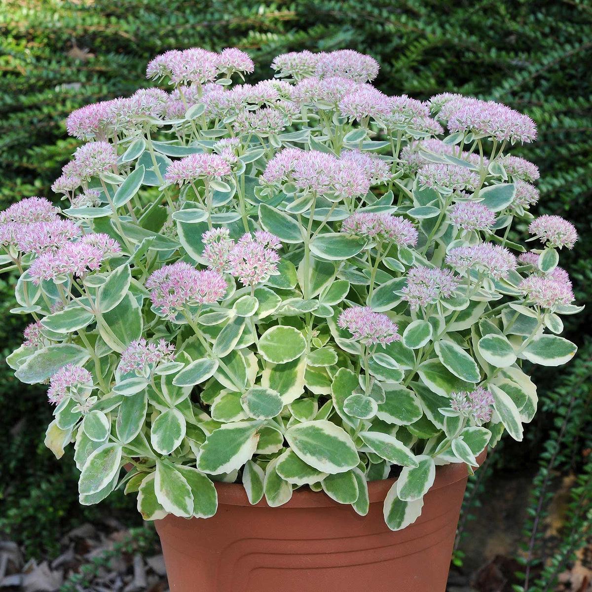 Sedum Frosted Fire - View 4 from www redcrocus com