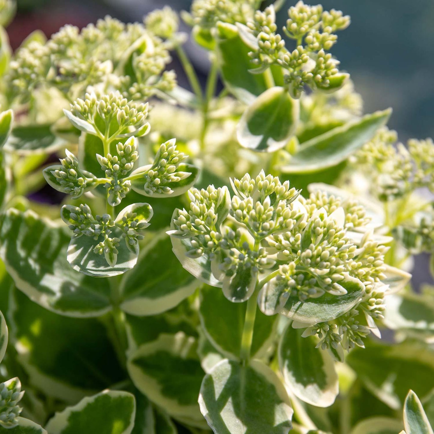 Sedum Frosted Fire - View 5 from www redcrocus com