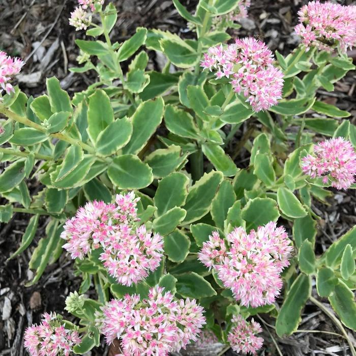 Sedum Frosted Fire - View 6 from www redcrocus com