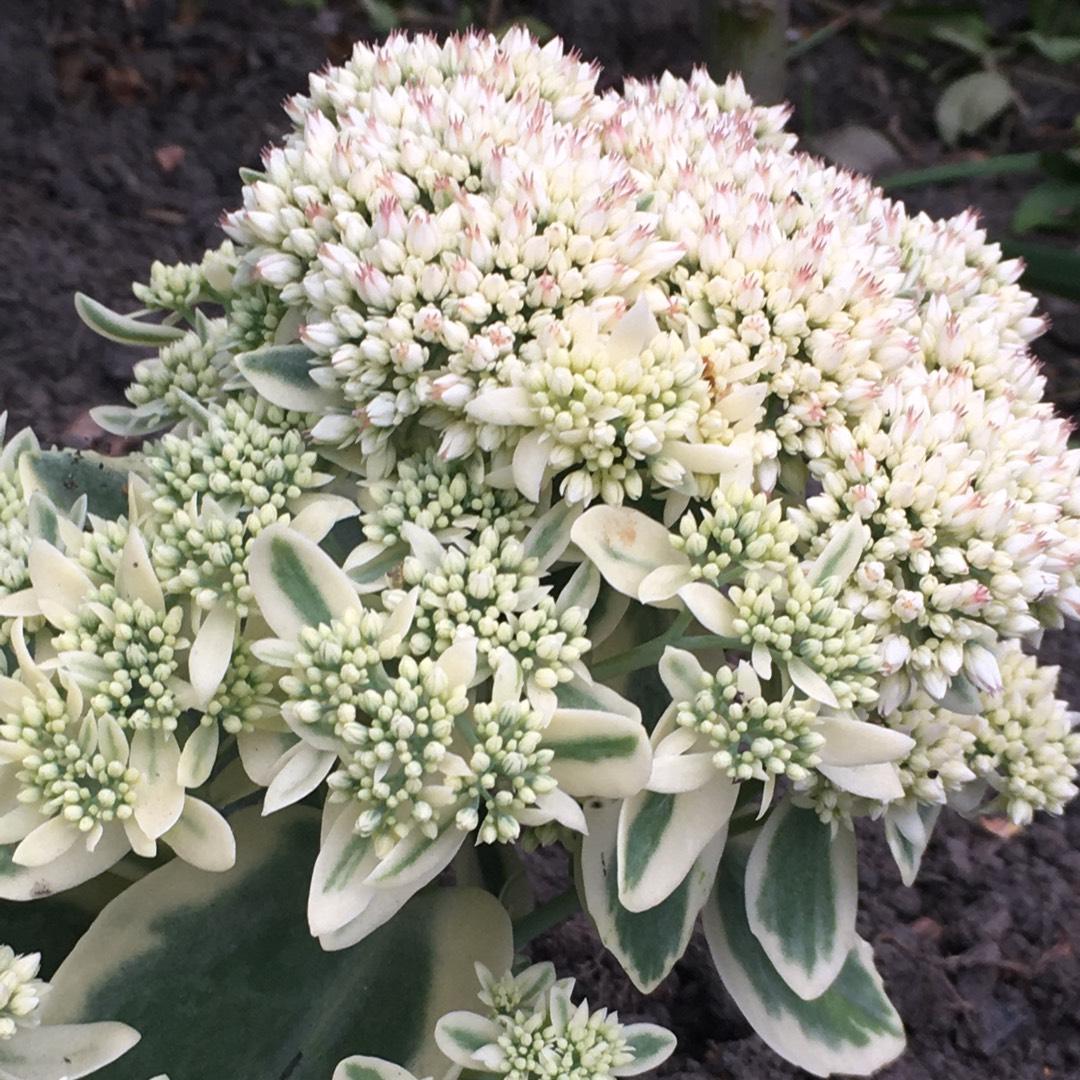 Sedum Frosted Fire - View 7 from www redcrocus com