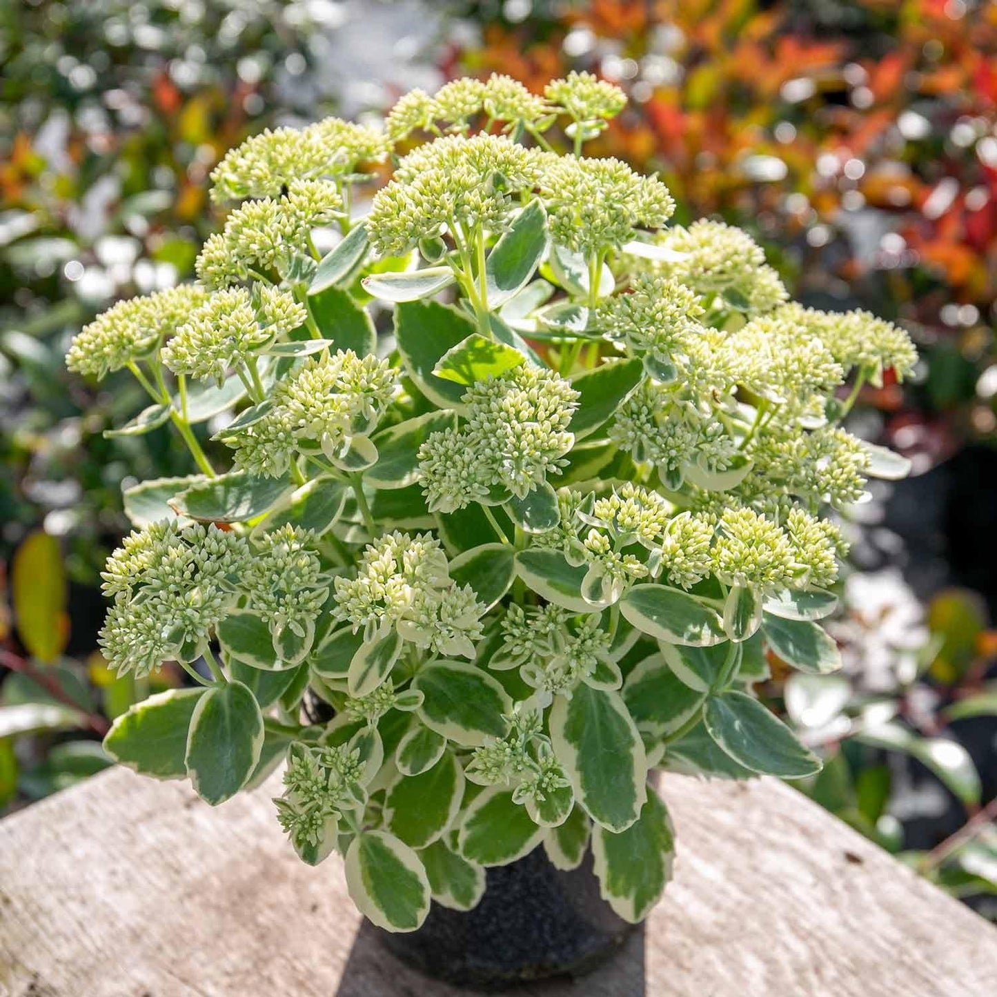 Sedum Frosted Fire - View 8 from www redcrocus com