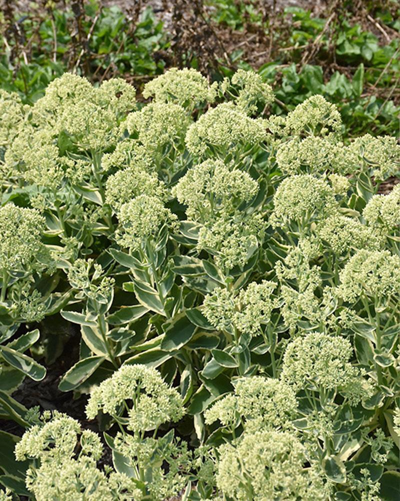 Sedum Frosted Fire - View 9 from www redcrocus com