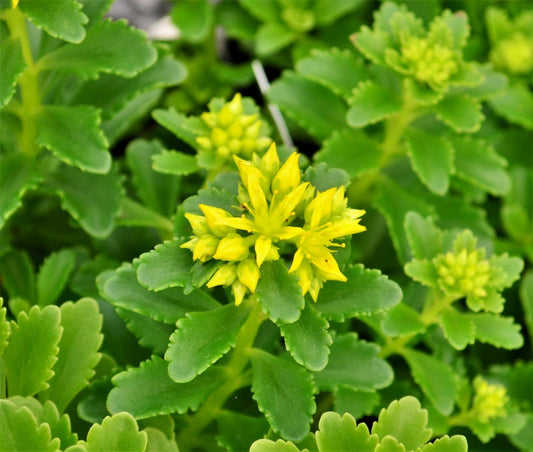 Sedum Little Miss Sunshine - View 11 from www redcrocus com
