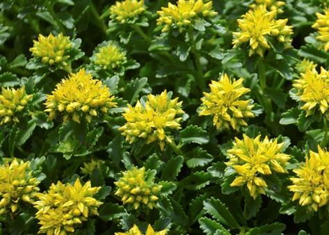 Sedum Little Miss Sunshine - View 13 from www redcrocus com