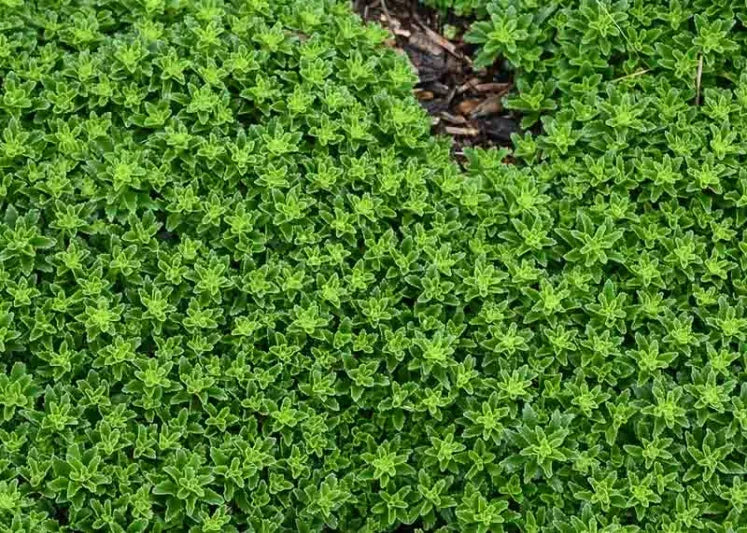 Sedum Little Miss Sunshine - View 14 from www redcrocus com
