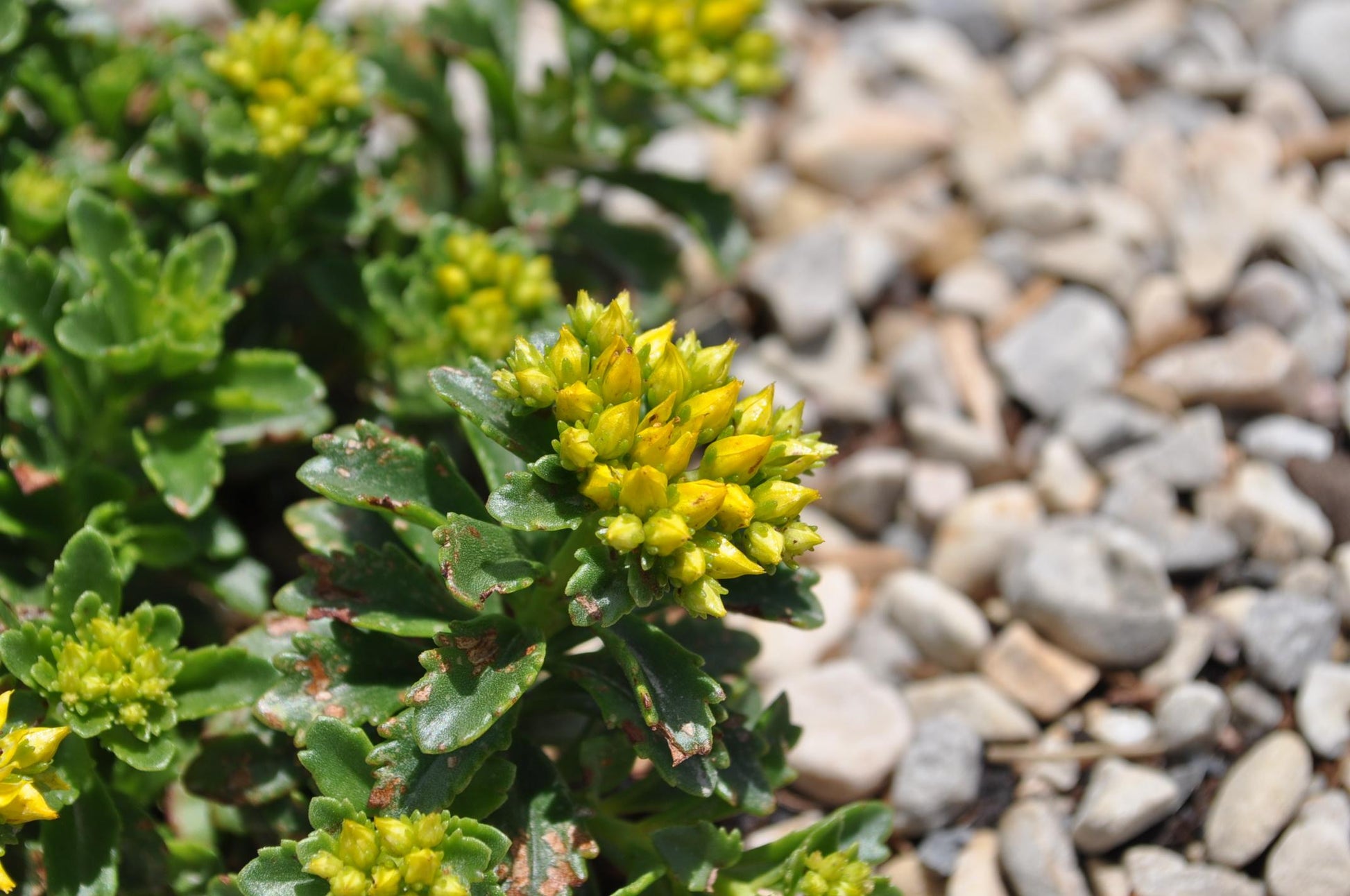 Sedum Little Miss Sunshine - View 15 from www redcrocus com