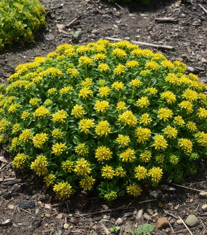 Sedum Little Miss Sunshine - View 16 from www redcrocus com