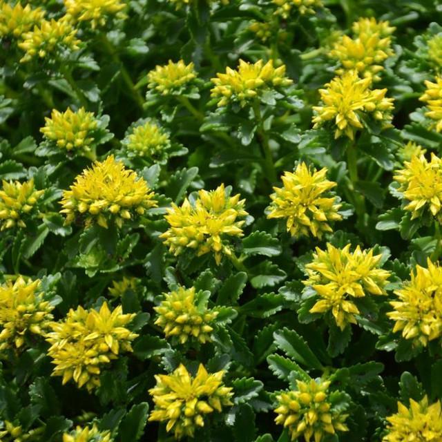 Sedum Little Miss Sunshine - View 17 from www redcrocus com