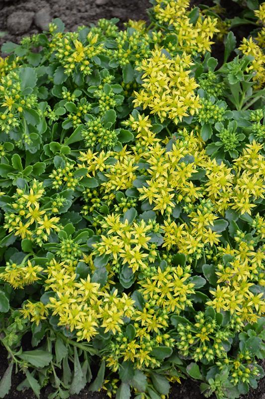 Sedum Little Miss Sunshine - View 18 from www redcrocus com