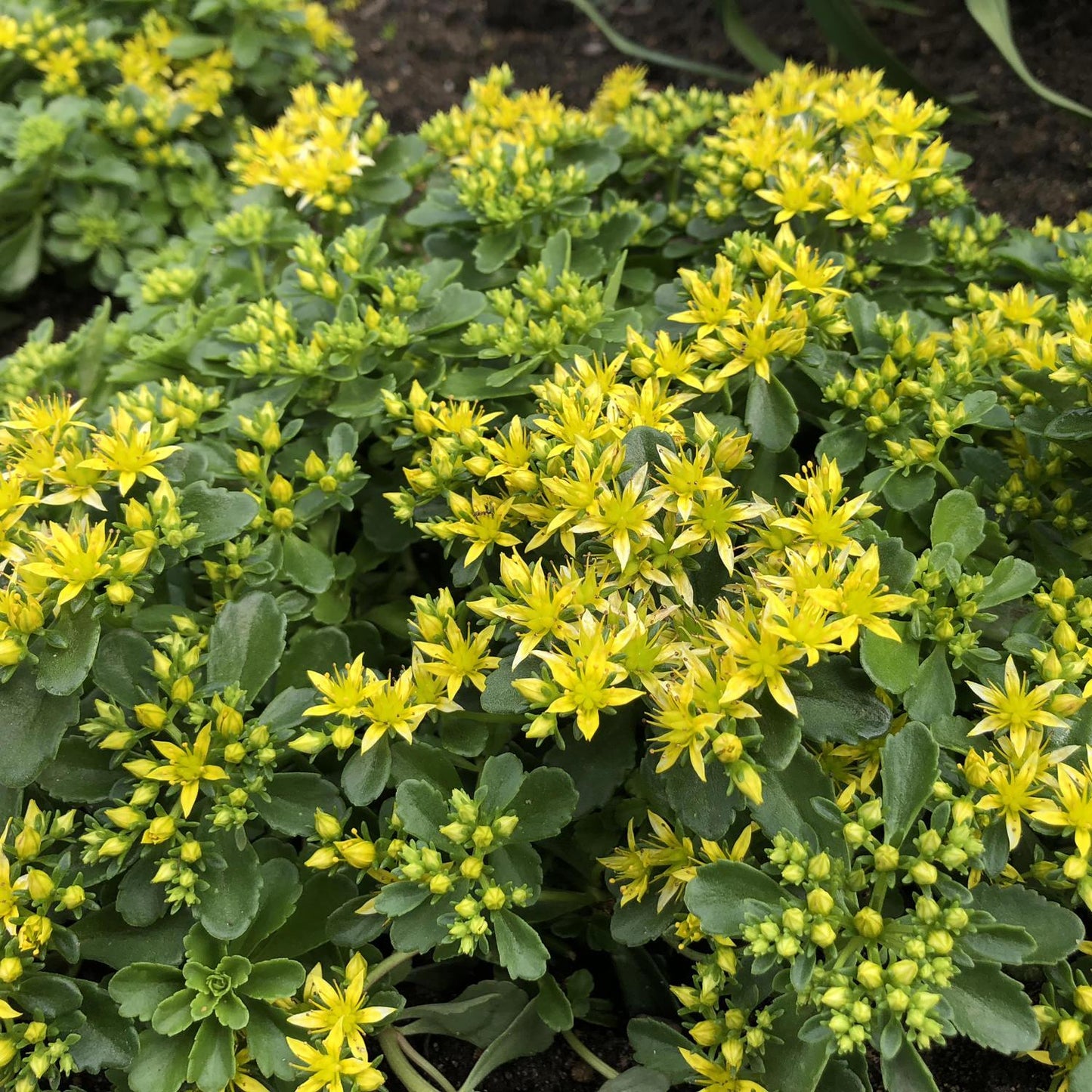 Sedum Little Miss Sunshine - View 2 from www redcrocus com