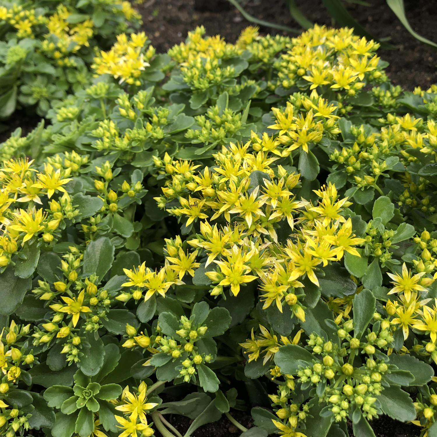 Sedum Little Miss Sunshine - View 2 from www redcrocus com