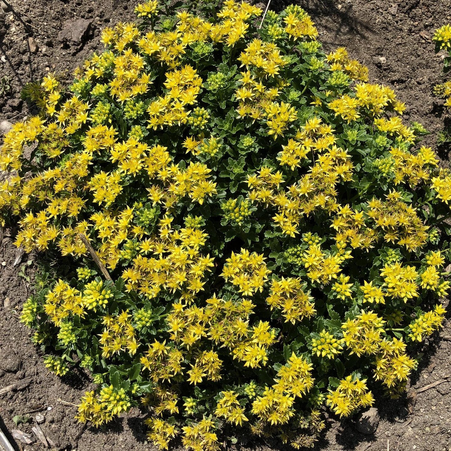 Sedum Little Miss Sunshine - View 3 from www redcrocus com