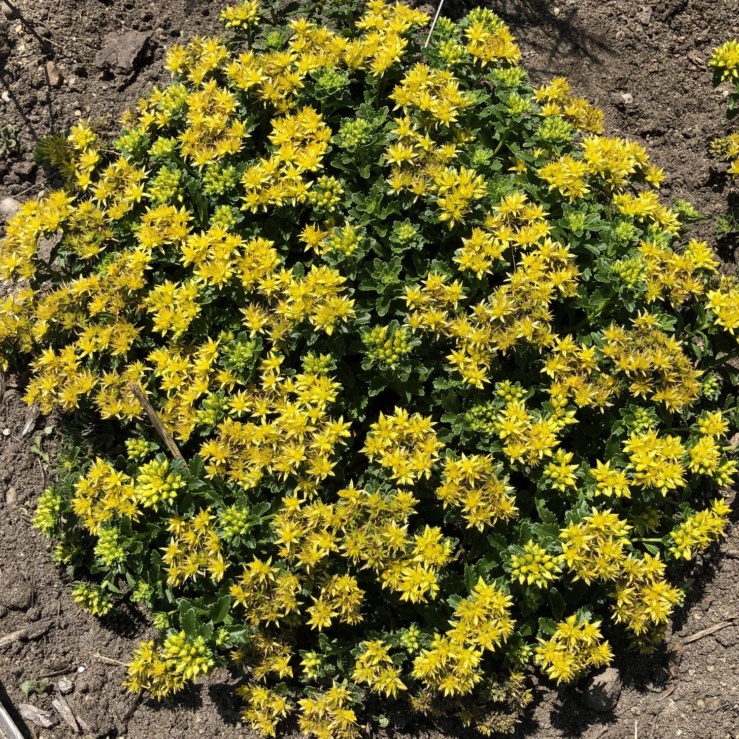 Sedum Little Miss Sunshine - View 3 from www redcrocus com