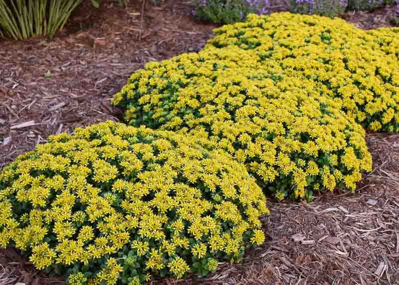 Sedum Little Miss Sunshine - View 4 from www redcrocus com