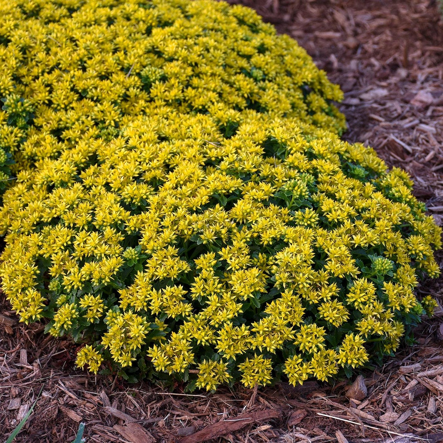 Sedum Little Miss Sunshine - View 5 from www redcrocus com
