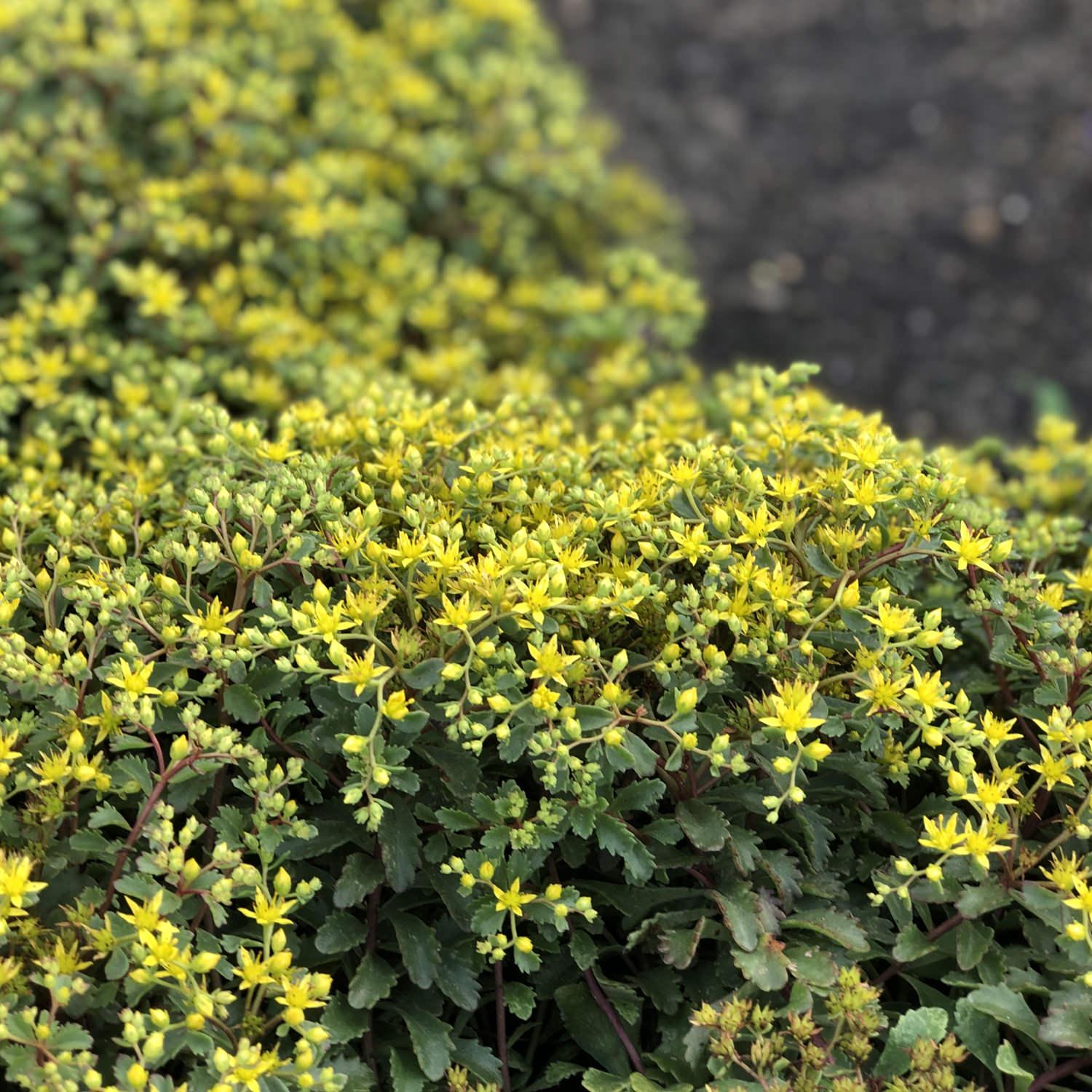 Sedum Little Miss Sunshine - View 6 from www redcrocus com
