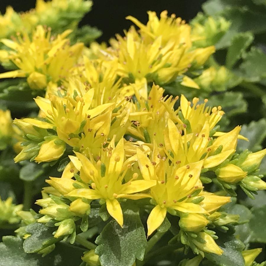 Sedum Little Miss Sunshine - View 7 from www redcrocus com