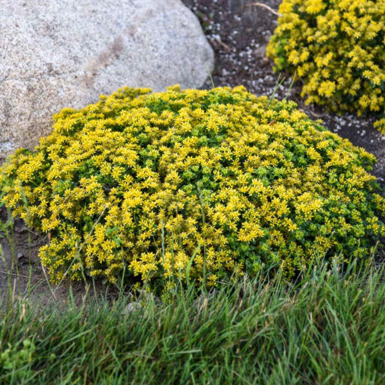 Sedum Little Miss Sunshine - View 8 from www redcrocus com