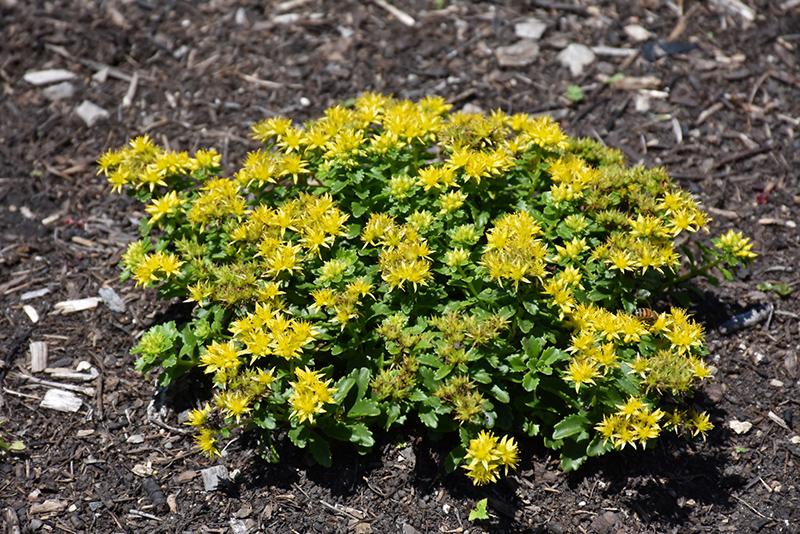 Sedum Little Miss Sunshine - View 9 from www redcrocus com