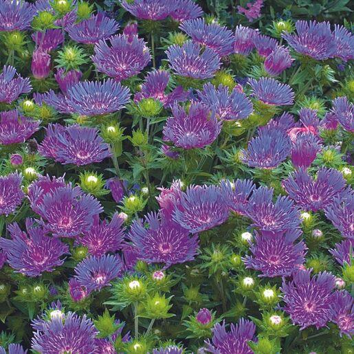 Stokesia Laevis Peachie S Pick - View 12 from www redcrocus com