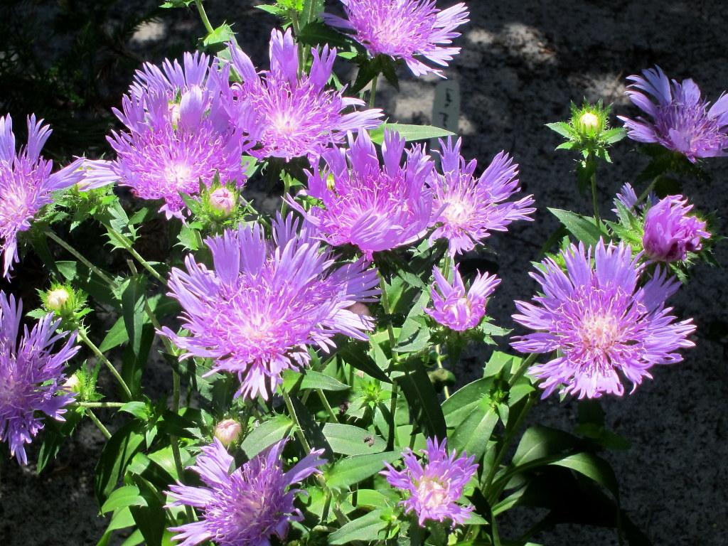 Stokesia Laevis Peachie S Pick - View 13 from www redcrocus com