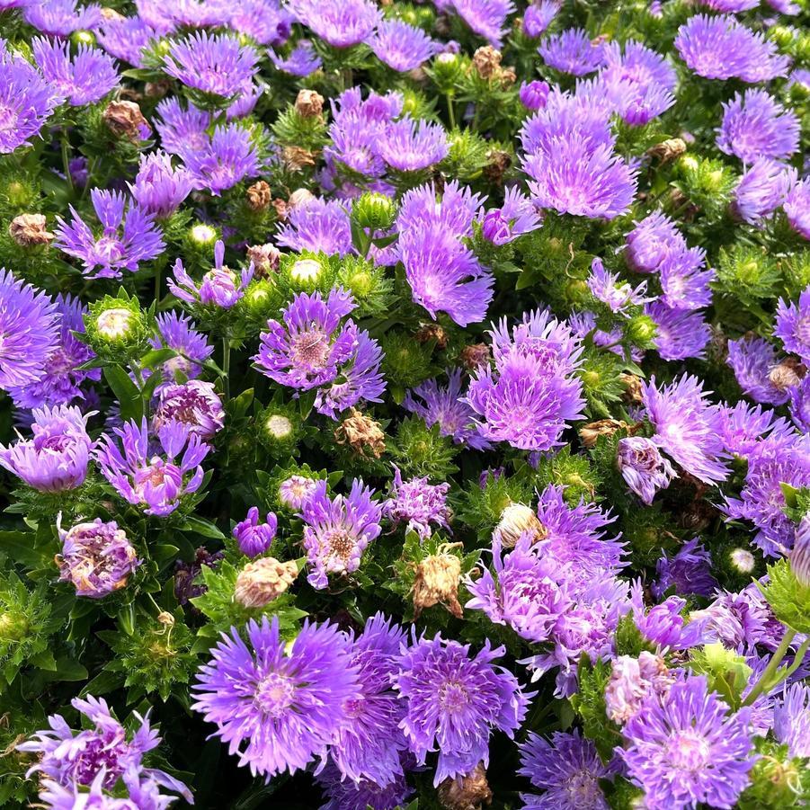 Stokesia Laevis Peachie S Pick - View 14 from www redcrocus com