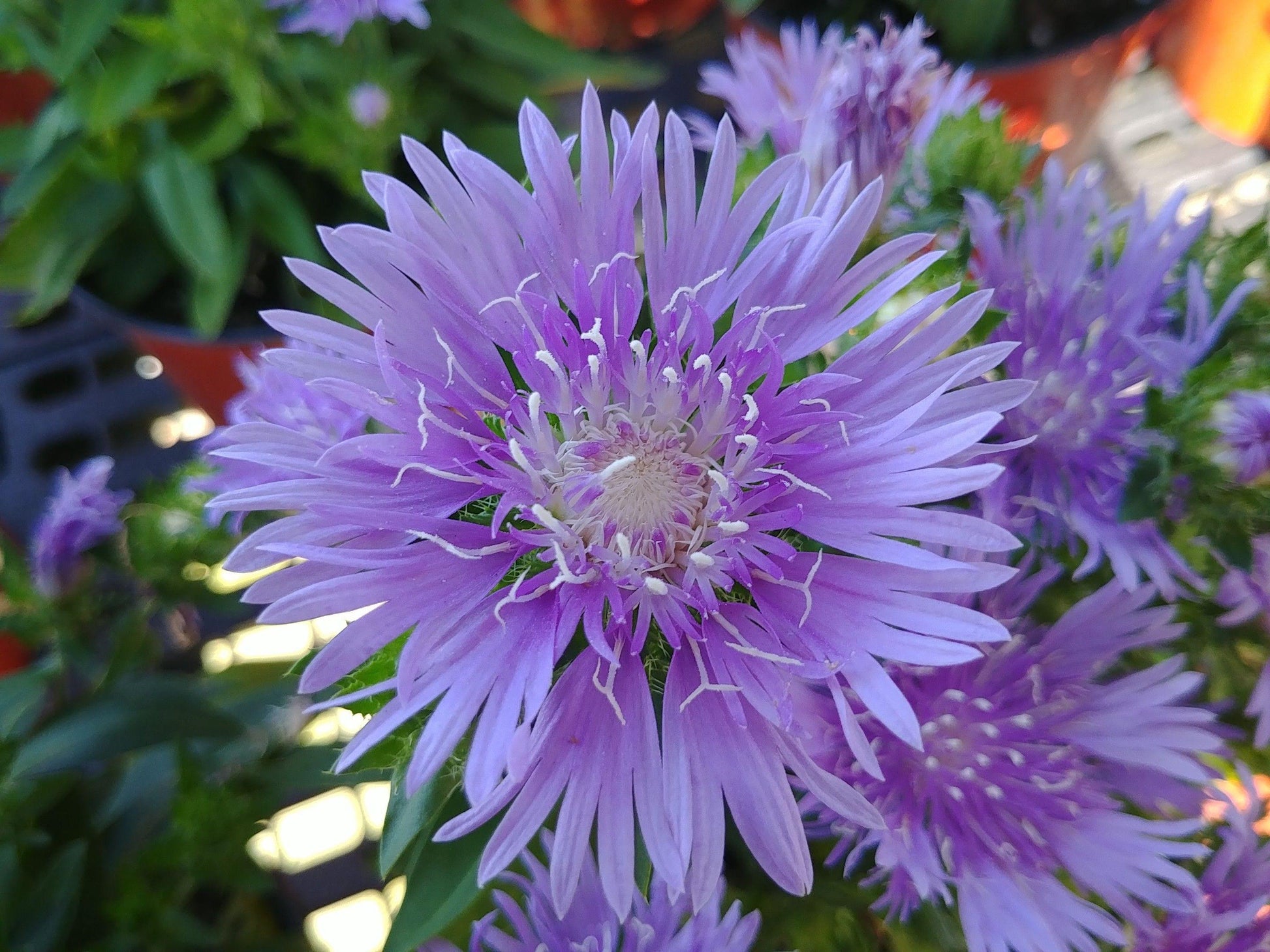 Stokesia Laevis Peachie S Pick - View 15 from www redcrocus com