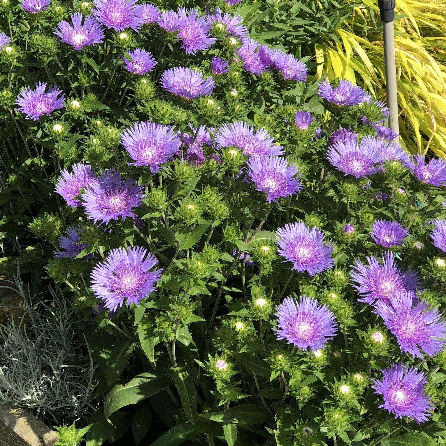Stokesia Laevis Peachie S Pick - View 16 from www redcrocus com