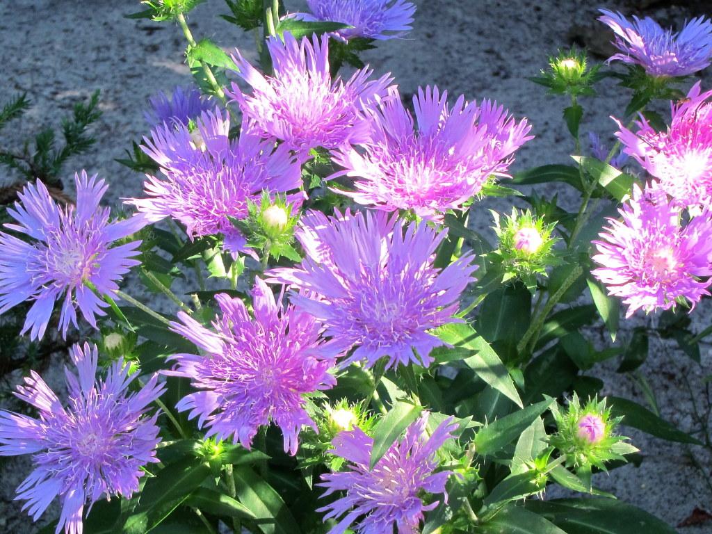 Stokesia Laevis Peachie S Pick - View 17 from www redcrocus com