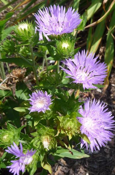Stokesia Laevis Peachie S Pick - View 18 from www redcrocus com
