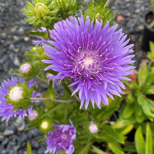 Stokesia Laevis Peachie S Pick - View 1 from www redcrocus com